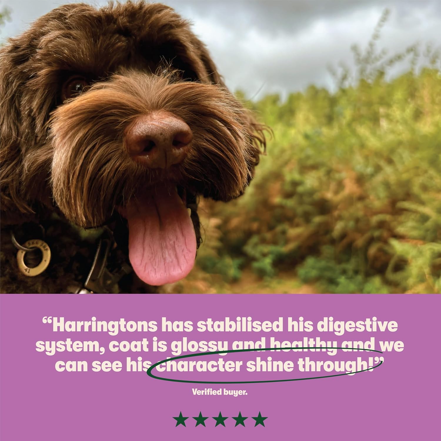 Harringtons Complete Dry Adult Dog Food Lamb & Rice 18kg - Made with All Natural Ingredients (Packaging may vary)